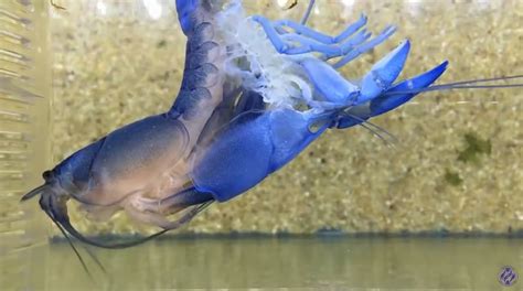The growth of these creatures depends on how often they molt. A molting blue crayfish | The Kid Should See This