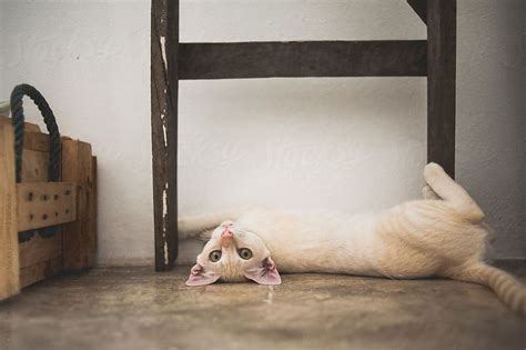 Cat By Stocksy Contributor Chalit Saphaphak Cat Stock Cats