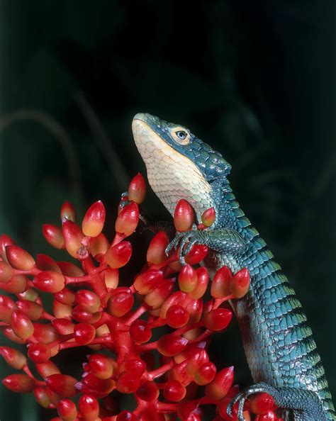 These beautiful lizards, belonging to the genus abronia, are native to the cloud forests of central and northern south america. Arboreal Alligator Lizard Photograph by Steve Cooper