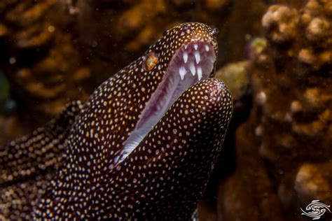 White Mouth Moray Eel Facts Photographs And Video Seaunseen