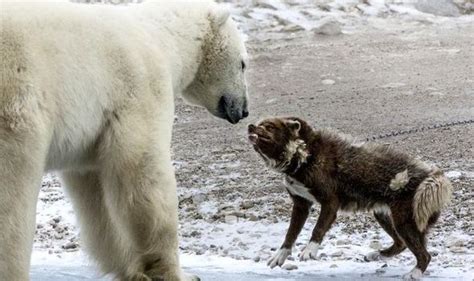 Fearless Guard Dog Takes On Adult Polar Bear And Wins Nature News