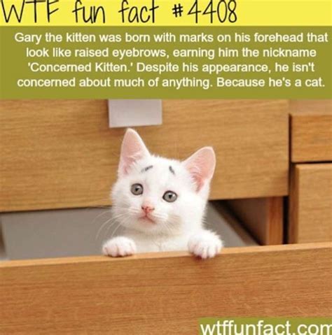 Watch the video, its fun for kids and children of all ages and ideal for homework help and as a free aid to teachers and parents. Because he's a cat | Fun facts