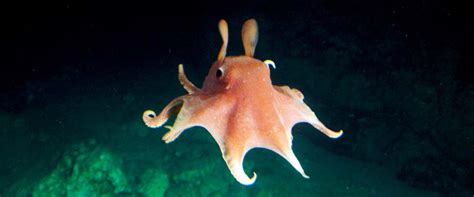 54 Interesting Facts About Dumbo Octopus Animal Hype