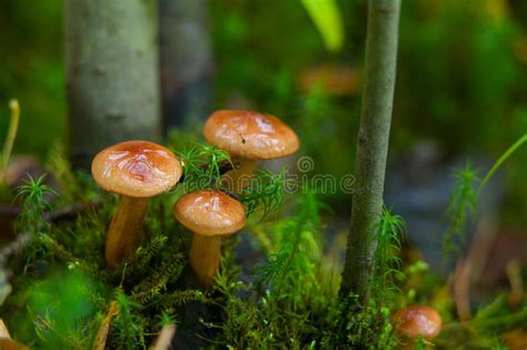 Beautiful Raw Edible Mushroom In Isolated On White Stock Photo Image