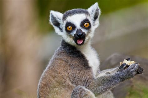 16 species of lemur species had disappeared during the. How lessons from past extinctions can help save Madagascar ...