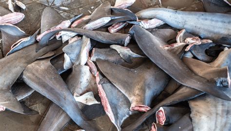 Us Lawmakers Pass Shark Fin Ban