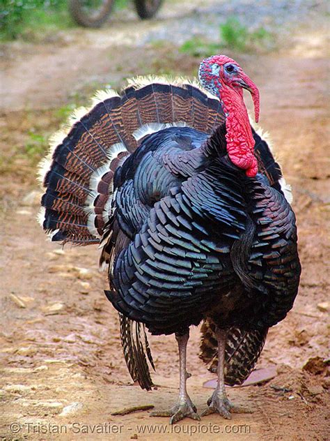 Turkey Bird Male