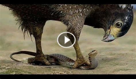 Most Fascinating Animals Fight Ever Rare Fight Between An Eagle Vs