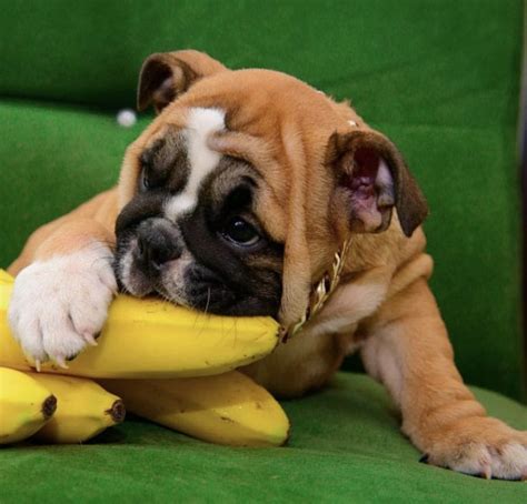 14 Photos Proving That English Bulldog Puppies Are The Cutest Dogs Addict