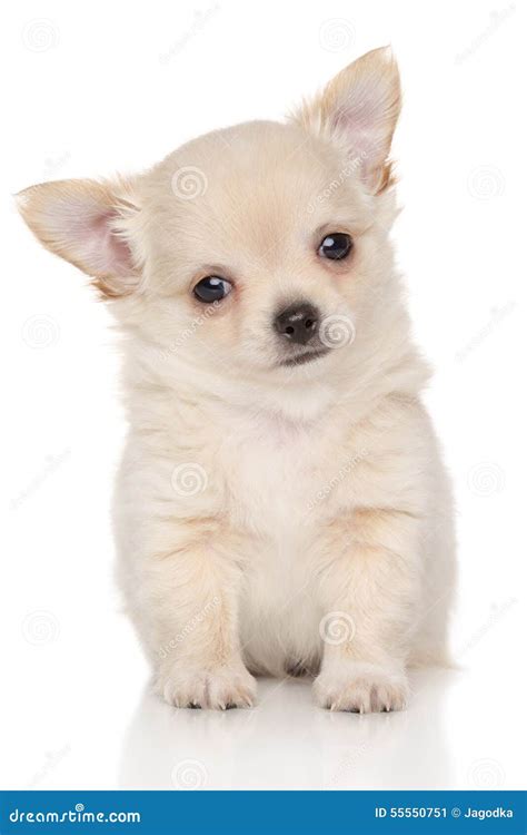 Chihuahua Puppy Stock Image Image Of Haired Tiny Front 55550751