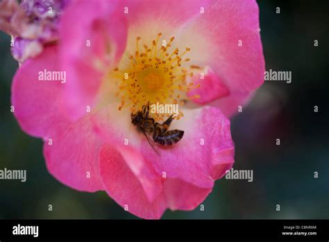 Rose And Bee Stock Photo Alamy