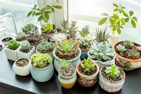 How To Grow Succulents From Cuttings Better Homes And Gardens