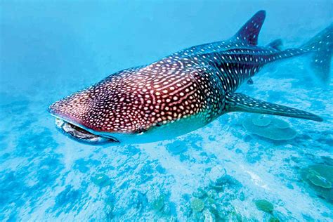 Whale Sharks Spotted Off Preah Sihanouk Islands Phnom