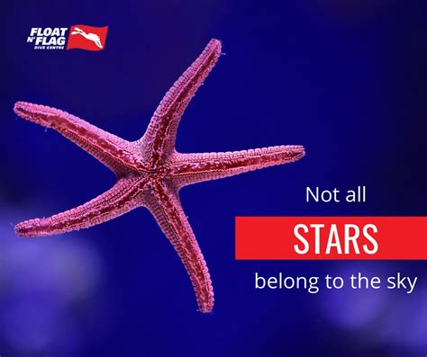 Fun Facts About Starfish There About 8000 Species They Live In All