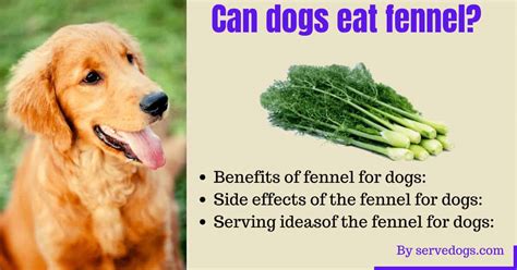 Cotula has been introduced for potential medicinal or other human uses in limited areas, mainly eastern asia and south america. Can dogs eat fennel? Benefits - Side effects - Serving Ideas