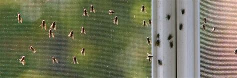 5 Reasons Your House Is Infested With So Many House Flies Solutions Pest And Lawn