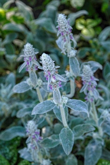 Lambs Ear A Growing And Care Guide For Stachys Byzantina Garden Design