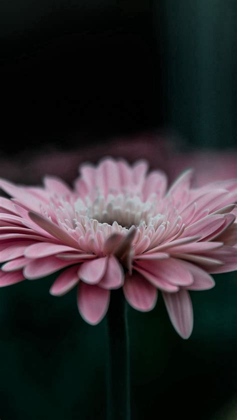 Flower Pink Calm Nature Bokeh Iphone Wallpapers Free Download