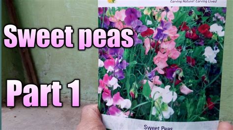 How To Grow Sweet Pea From Seeds Part 1 Youtube