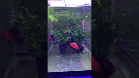 Red Wag Arnoldi Swordtails Parents Of Fish In Auction Youtube