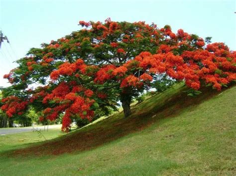 Flamboyan One Of My Favorite Trees In Puerto Rico Flowering Trees