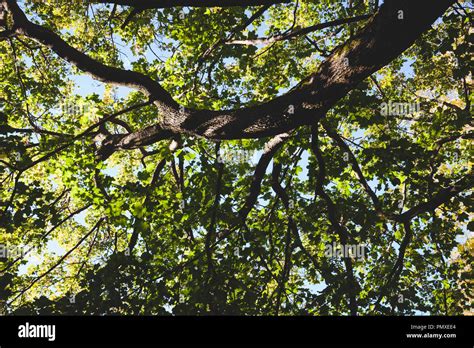 Green Foliage Tree Perspective Nature Background Stock Photo Alamy