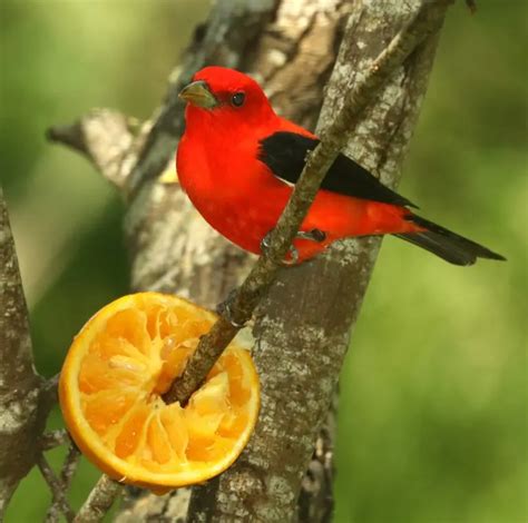 25 Birds With Red Heads North America Id And Photo Guide