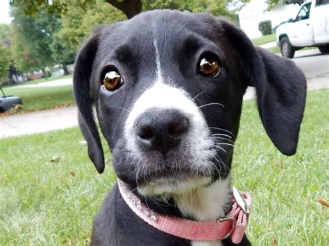 Start getting ready for your adorable lab puppy. My lab retriever mix puppy#adorable | Cute puppies ...