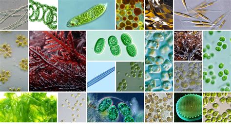 What Are The Three Types Of Multicellular Algae