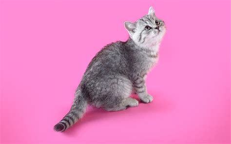 Как определить породу котенка по окрасу хвосту типу шерсти WHISKAS