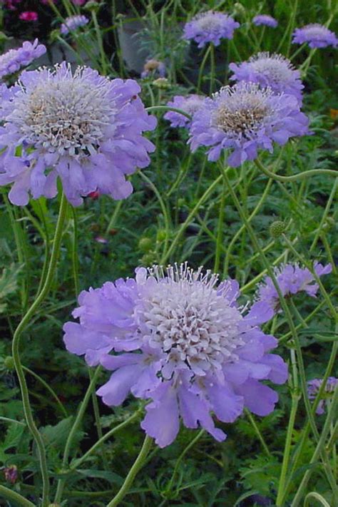 Buy Butterfly Blue Pincushion Flower Free Shipping Wilson Bros