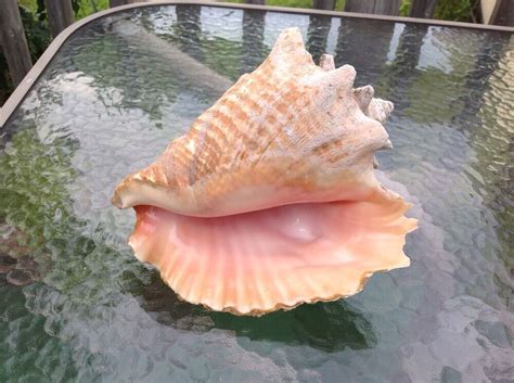85 Large Queen Conch Sea Shell Bahama Seashell Beach