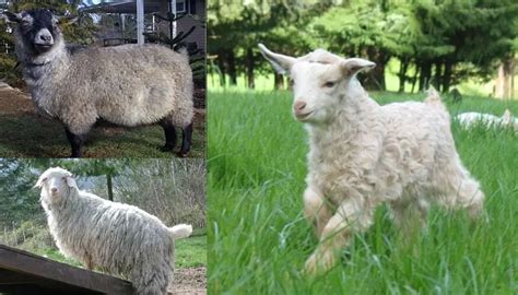Raising Pygora Goats Beginners Guide For New Farmers Boer Goat