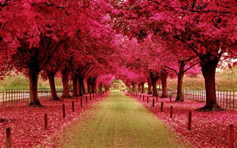 Pink Trees And Walk Way Wallpapers Pink Trees And Walk Way