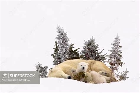 Polar Bear Ursus Maritimus Cub Waves A High Five At The Photographer In