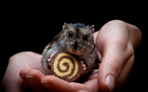 Wallpaper Hands Arms Whiskers Cookies Hamster Rodent Mouse