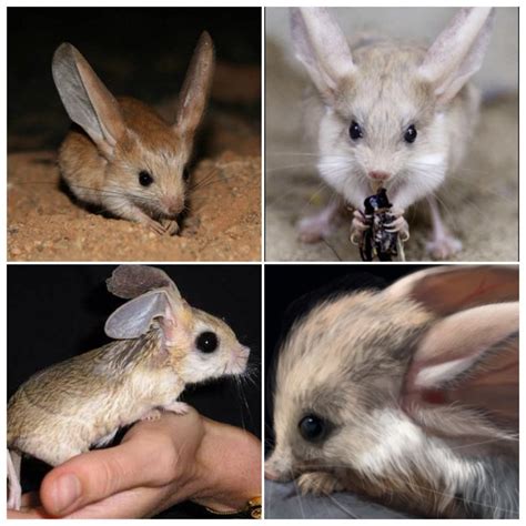 Jerboa Cutest Pet Ever They Jump Like Bunnies Aww