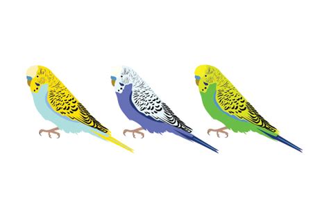 Row Of Budgies Svg Cut File By Creative Fabrica Crafts · Creative Fabrica