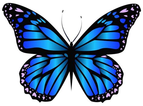 Blue Butterfly Drawings Clipart Best