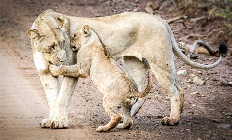 Whats Cuter Than A Lion Cub 5 Lion Cubs Africa Geographic