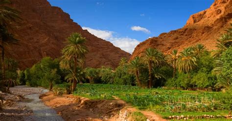In Morocco There Is The Largest Oasis In The World Morocco Tours