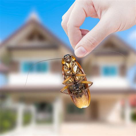 Cockroach Infestation Signs Prevention And Control Of Roaches