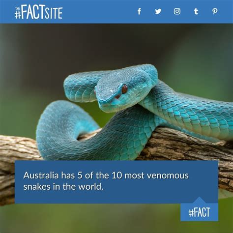 The Fact Site Australia Has 5 Of The 10 Most Venomous Snakes In