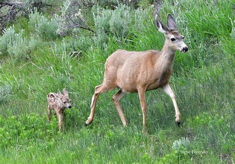 Natural World Through My Camera Mule Deer Doe With Fawn