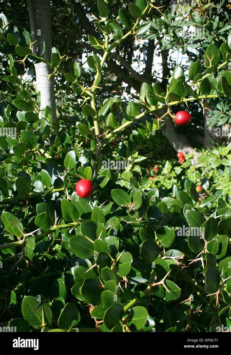 Natal Plum Hi Res Stock Photography And Images Alamy