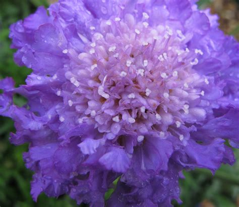 Scabiosa Andbutterfly Blueand Scabious Andbutterfly Blueand Herbaceous