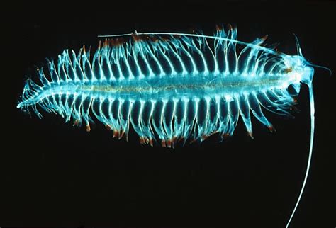 Tomopteris Is A Genus Of Marine Planktonic Polychaete If Disturbed