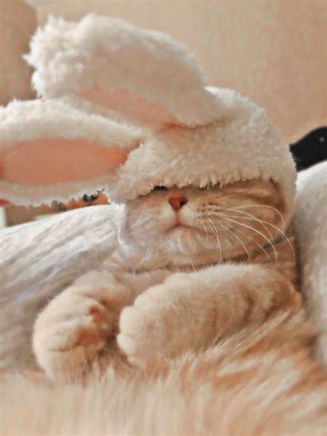 Cat With Bunny Ears ♡︎ In 2021 Cute Funny Animals Cute Baby Animals