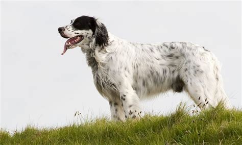 English Setter Breed Characteristics Care And Photos Bechewy