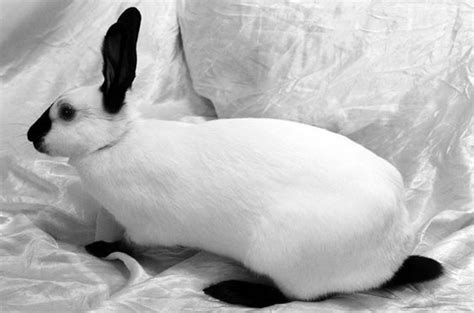 30 Best And Cutest Rabbit Breeds To Keep As Pets